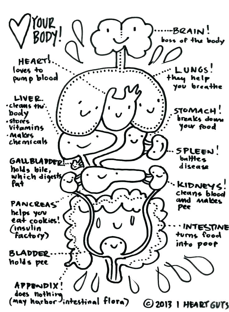 736x1002 Human Cell Coloring Page Plant Cell Coloring Worksheet Biology