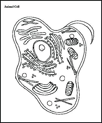 392x469 Photosynthesis Coloring Page Animal Cell Coloring Page Biology
