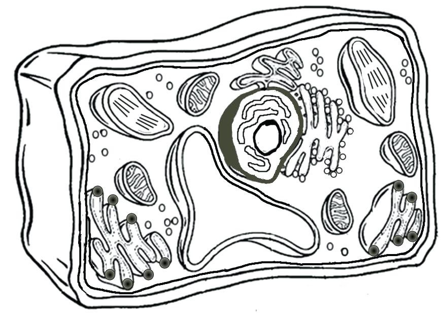 869x618 Animal Cell Coloring Page New Animal Cell Coloring Diagram Awesome