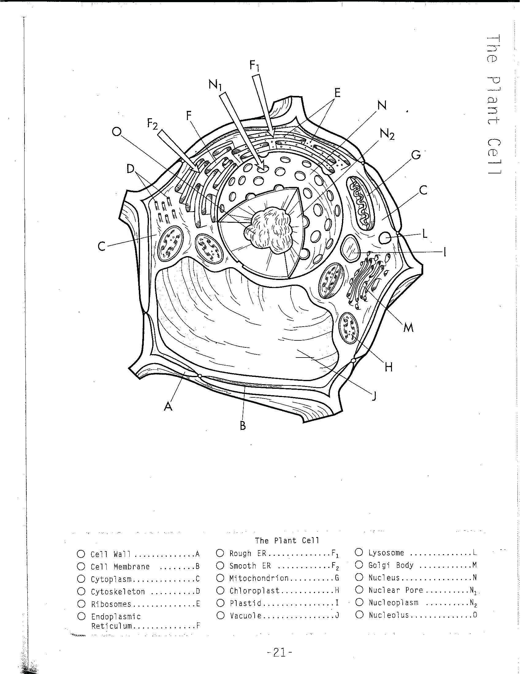 1700x2200 Plant Cell Coloring Worksheet Plant Cell Coloring Page Animal Cell