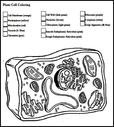 388x430 Plant Cell Diagram Worksheet Downl On Animal Cell Coloring P