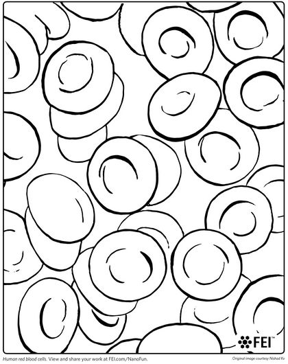 420x530 Red Blood Cell Coloring Page Laboratory Coloring Book