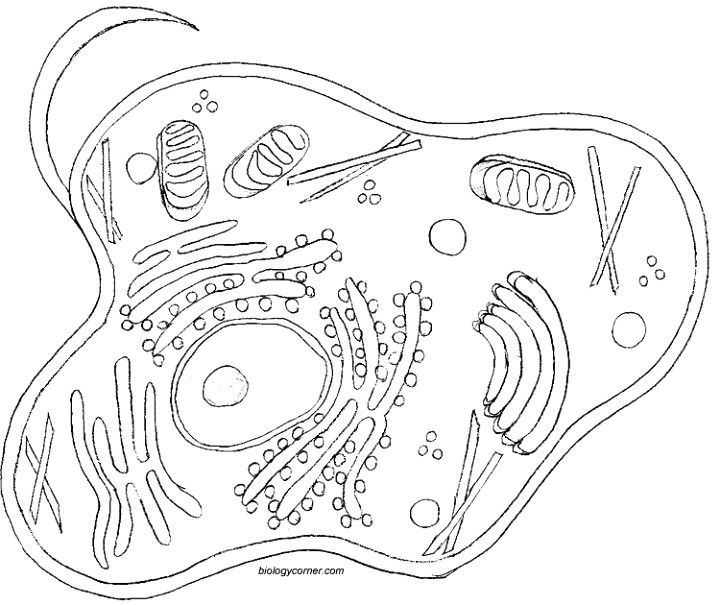 720x605 Animal Cell Coloring Sheet, Cc Cycle 1, Week 3 Classical