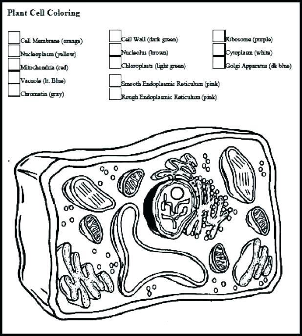 618x686 Animal Plant Cell Coloring Worksheet Key Plant Cell Coloring Pages