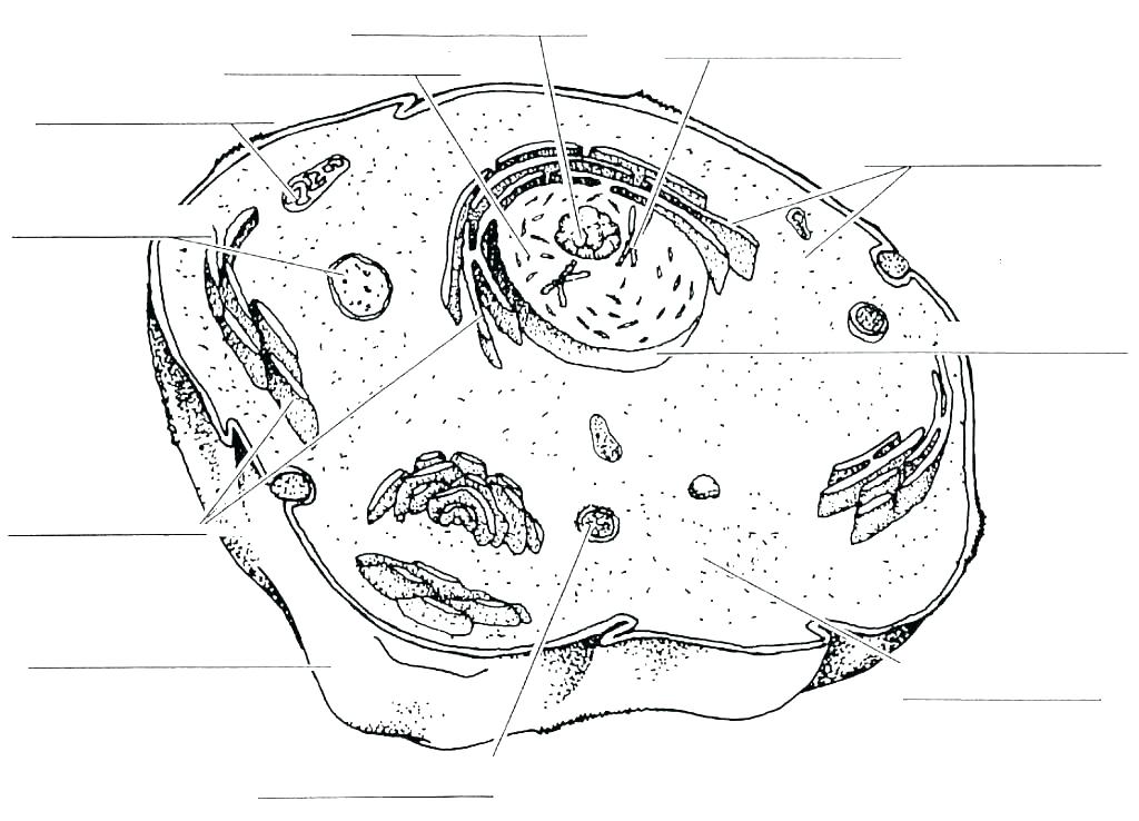1024x738 Biology Coloring Pages Biology Coloring Pages Plant Cell Coloring