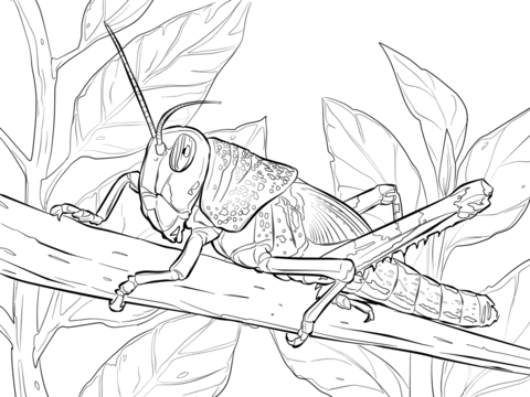 480x360 Centipede Coloring Page
