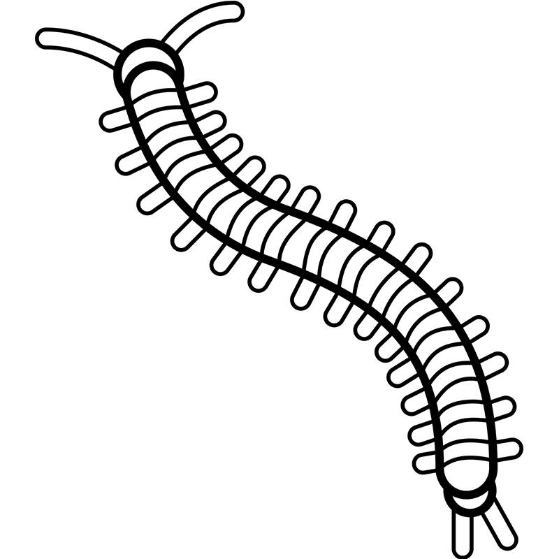 800x800 Centipede Coloring Page Youtube Videos For Kids Learn Baby Colors