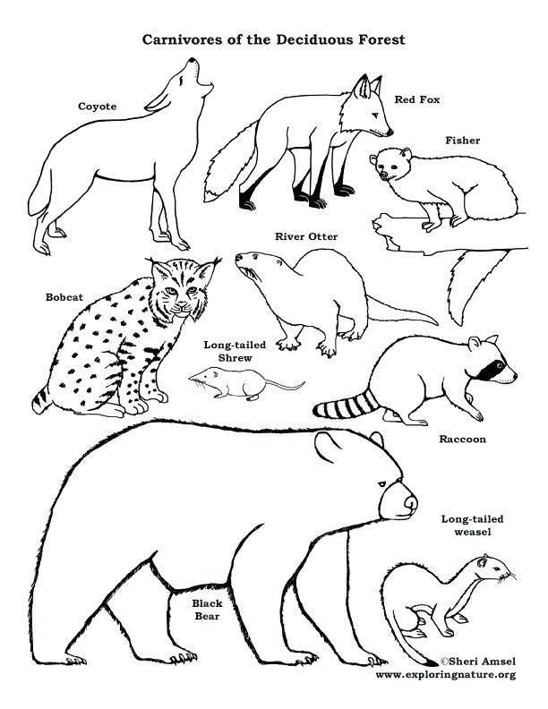 Chain Coloring Page