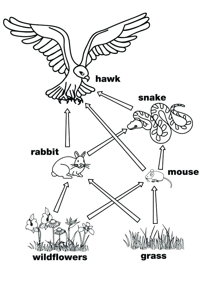 683x1024 Food Chain Coloring Sheets