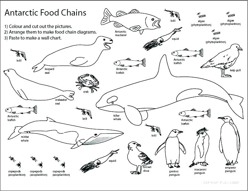 794x614 Food Web Coloring Pages Food Chain Coloring Sheets Food Chain