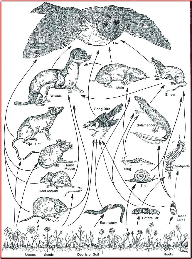 654x882 Photosynthesis Coloring Page Food Chain Coloring Page Food Web