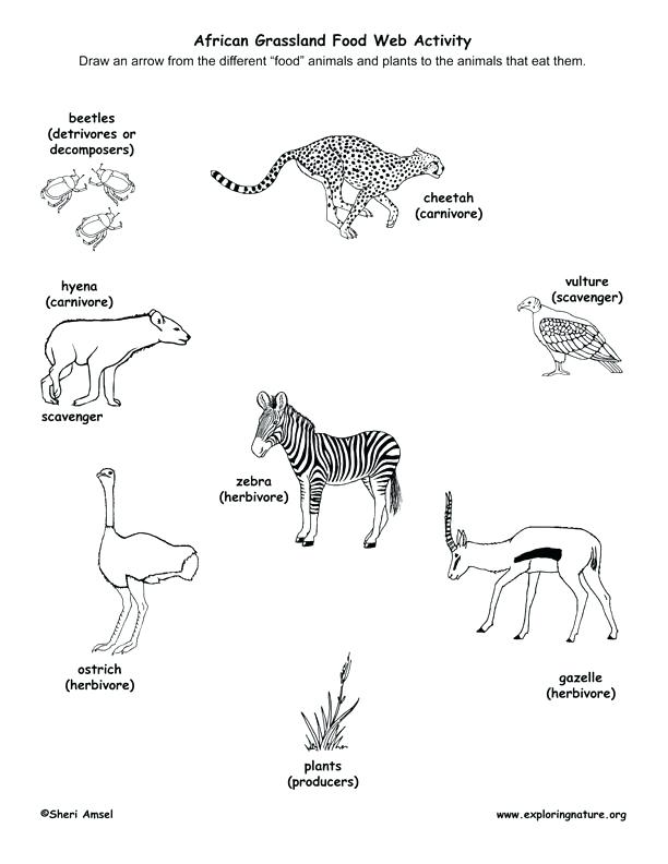 612x792 Great Cool Food Chain Coloring Pages Free Download Simple Page New