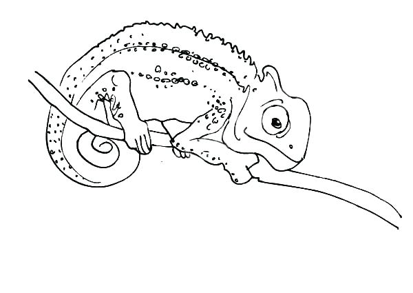 600x425 Chameleon Coloring Pages Chameleon Coloring Page Great Chameleon