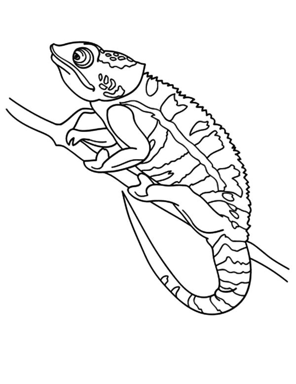 600x777 Beautiful Chameleon Coloring Pages Coloring Ws