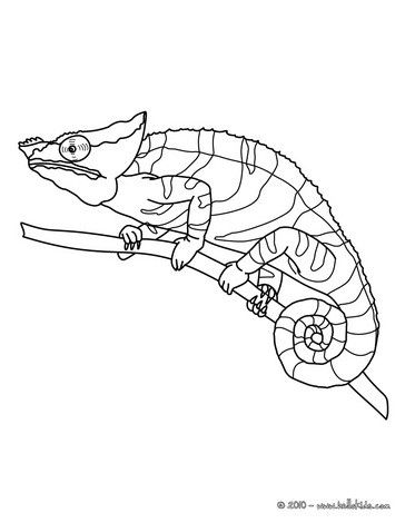 364x470 Chameleon Coloring Page. Perfect Coloring Sheet For Kids. More