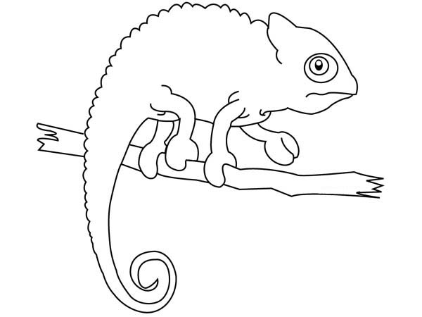600x450 Chameleon Iguana Coloring Page