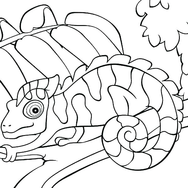 600x600 Chameleon Coloring Page Chameleon Coloring Pages Mixed Up