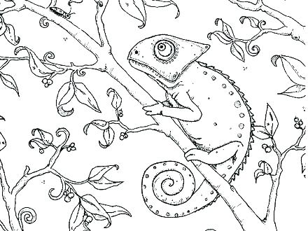 440x330 Chameleon Coloring Page Chameleon Pictures To Color Chameleon