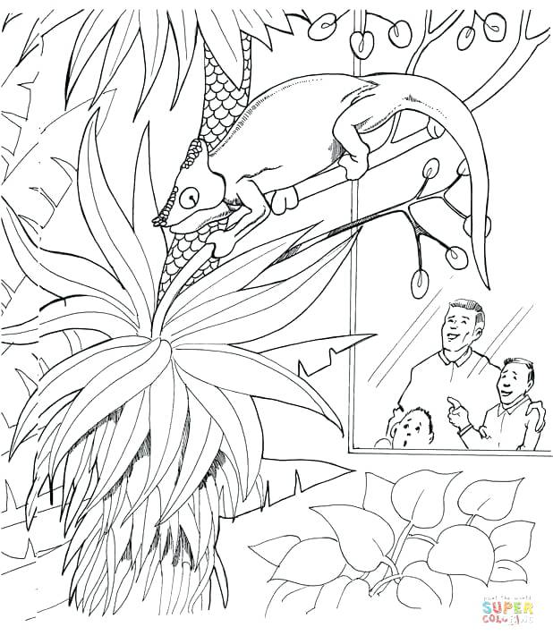 618x720 Chameleon Coloring Page Free Printable Coloring Pages Chameleon