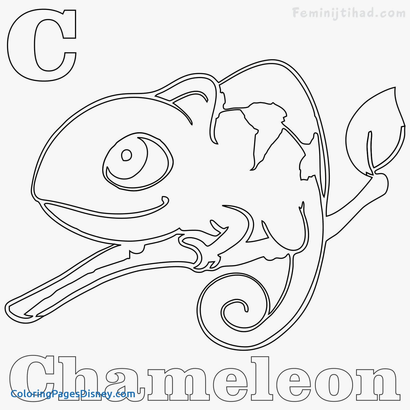 1575x1575 Chameleons Coloring Pages Best Of Chameleon Coloring Pages