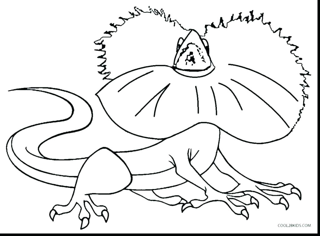 1024x754 Chameleon Coloring Pictures