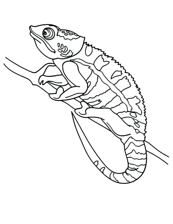 600x777 Chameleon Coloring Page Chameleon Coloring Page Chameleons