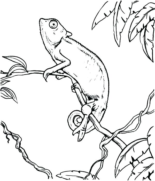 600x701 Chameleon Coloring The Mixed Up Chameleon Coloring E Com To Print