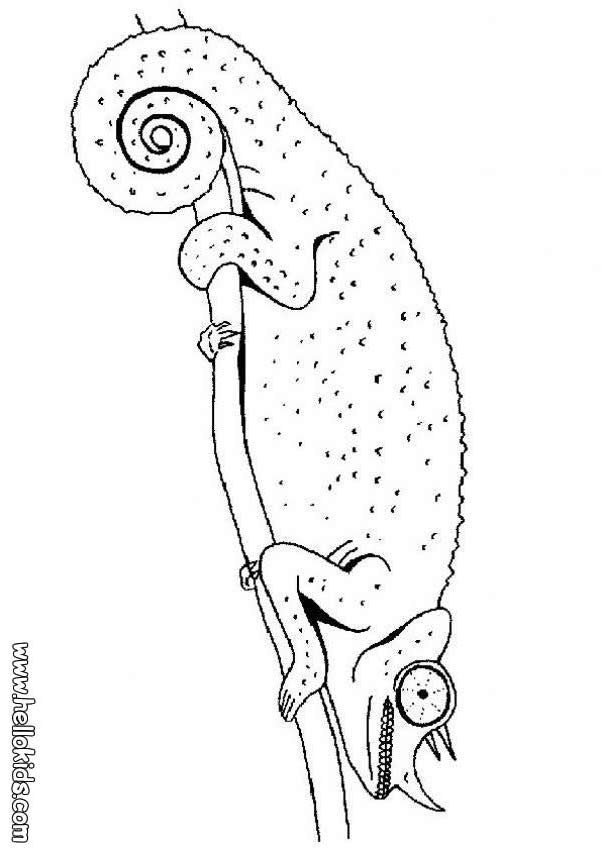 601x850 Mixed Up Chameleon Coloring Page