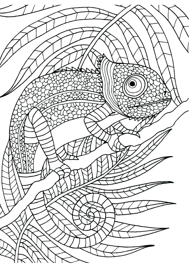 736x1040 Chameleon Coloring Page Trend Chameleon Coloring Pages Print Page