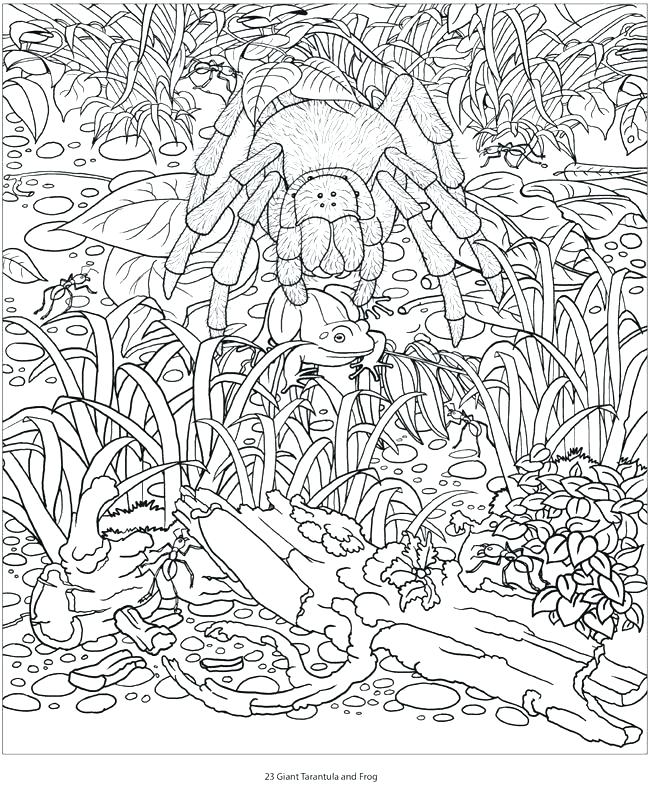 650x796 Vintage Coloring Pages Amazon Coloring Books Plus Amazon Animals