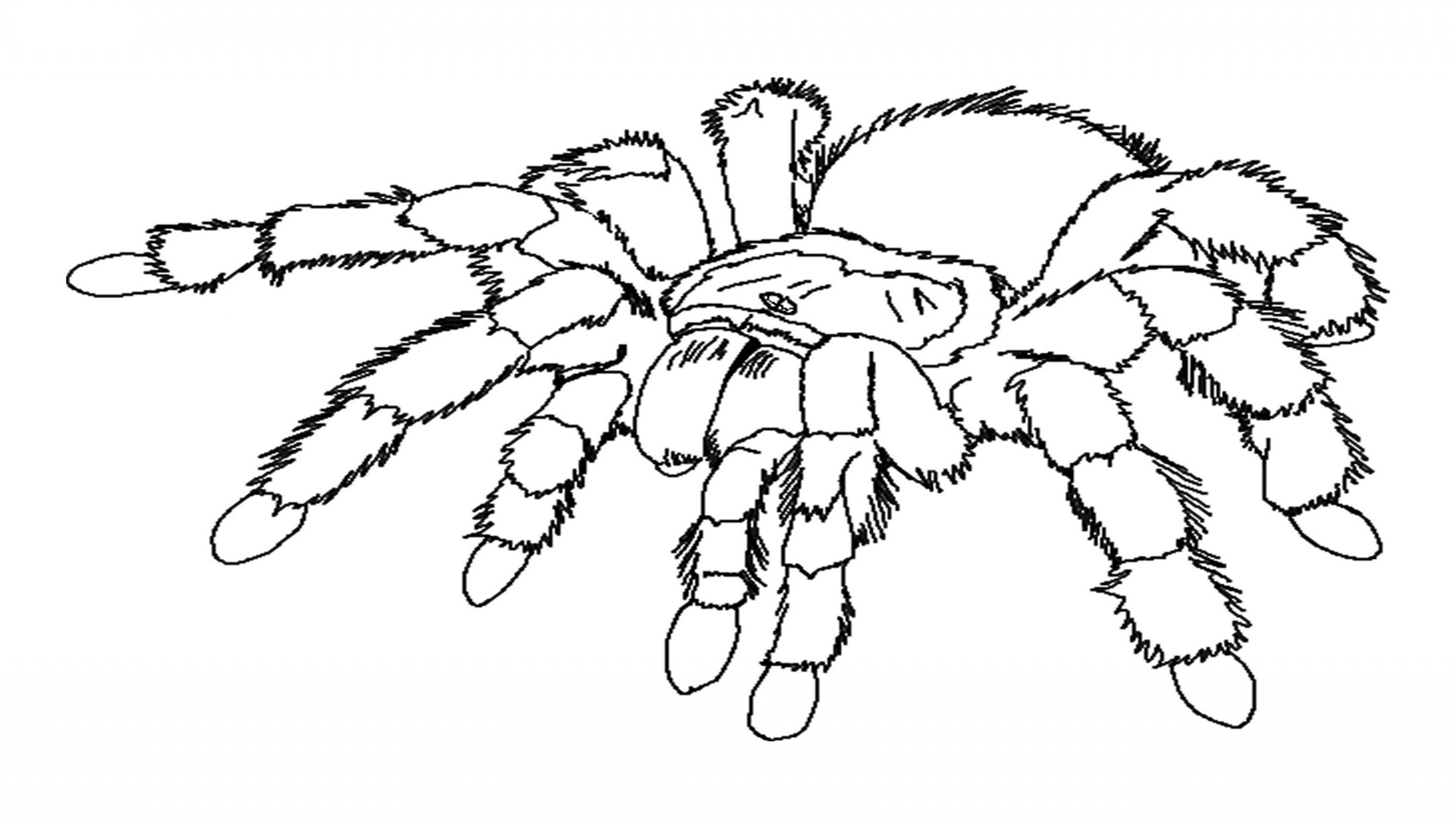 1920x1080 16 Spider Coloring Page Top 78 Spider Coloring Pages Free Gallery
