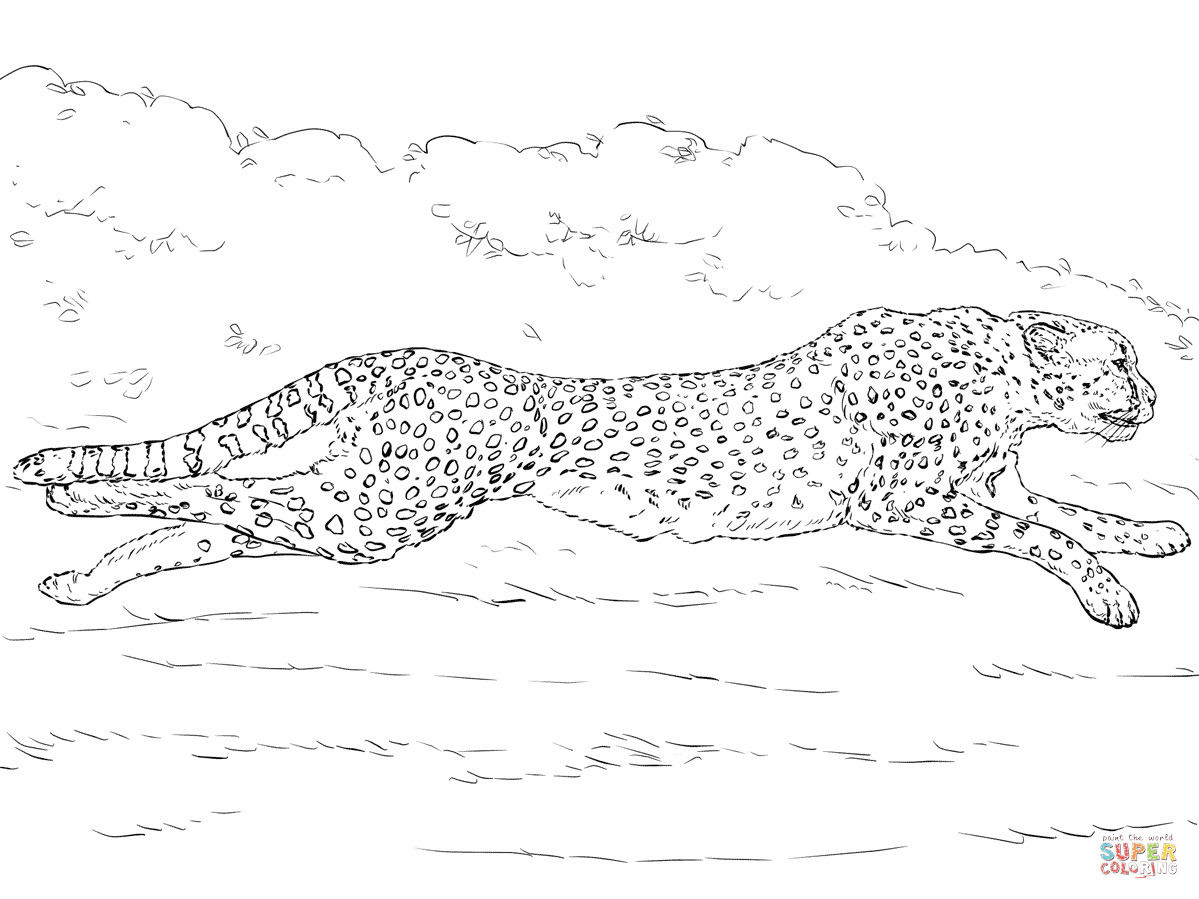 1199x899 Coloring Pages Cheetah Tixac