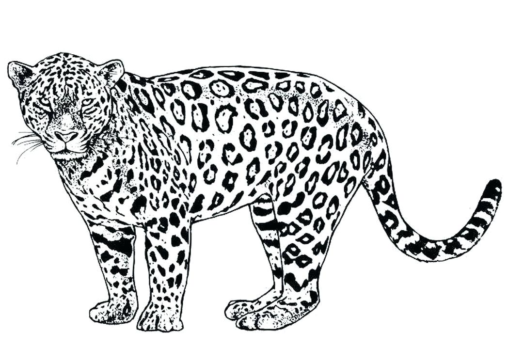 1048x749 Cartoon Cheetah Coloring Pages Not Found A Coloring Pages