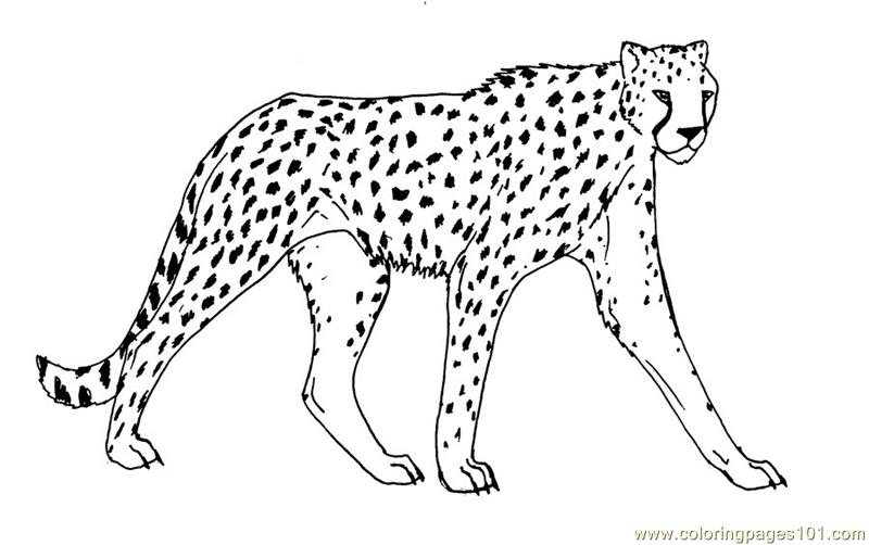 800x502 Cheetah Coloring Page