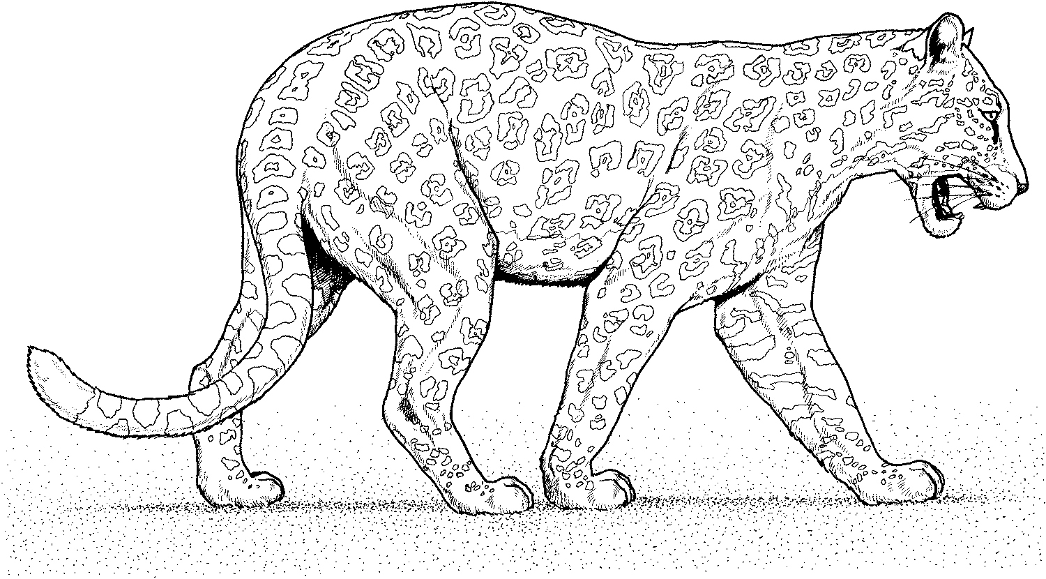 1500x830 Cheetah Coloring Page Beautiful Cheetah Villain Coloring Pages