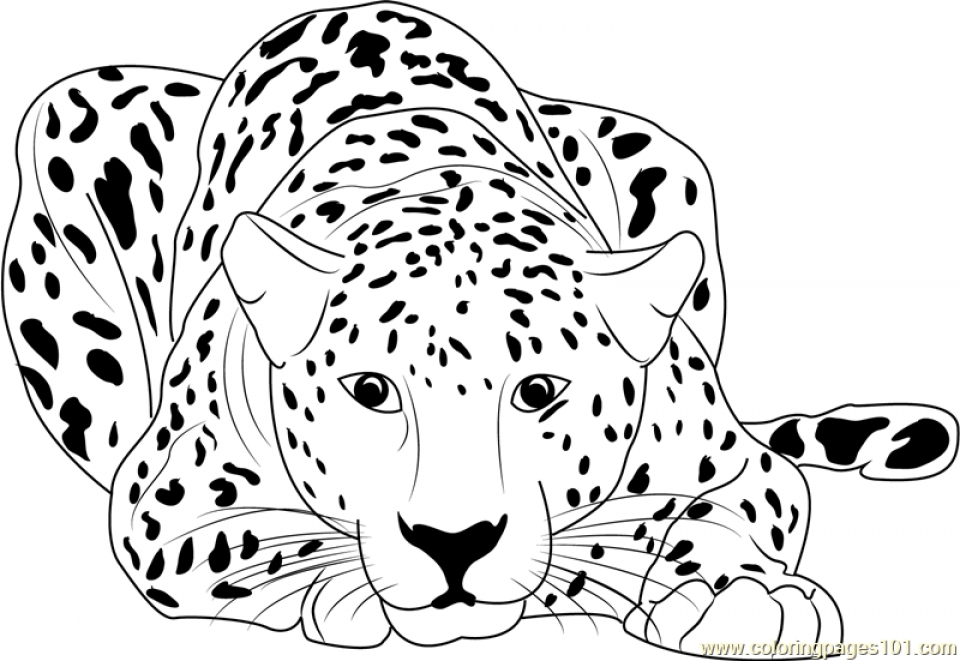 Cheetah Coloring Pages For Adults