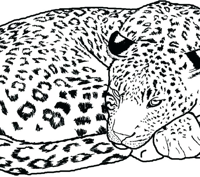 678x600 Cheetah Coloring Pages Cheetahs Color Coloring Pages Of Cheetahs
