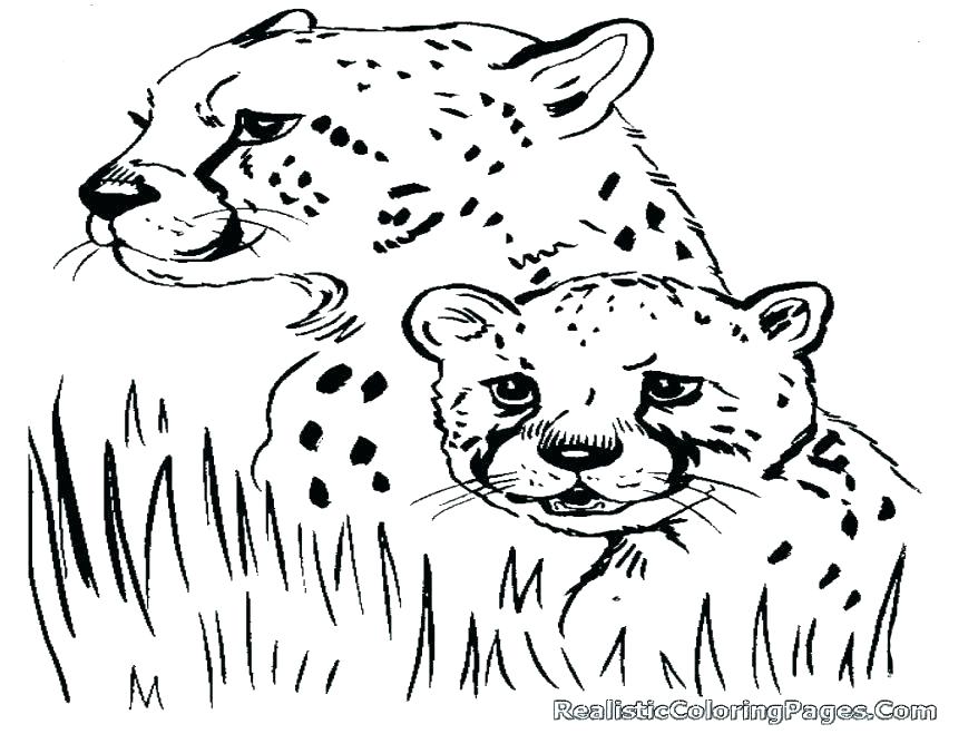 878x659 Cheetah Coloring Pages Online Printable Coloring Cheetah Coloring