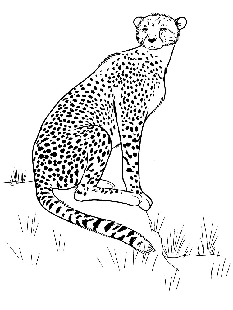 750x1000 Cheetah Coloring Pages. Download And Print Cheetah Coloring Pages