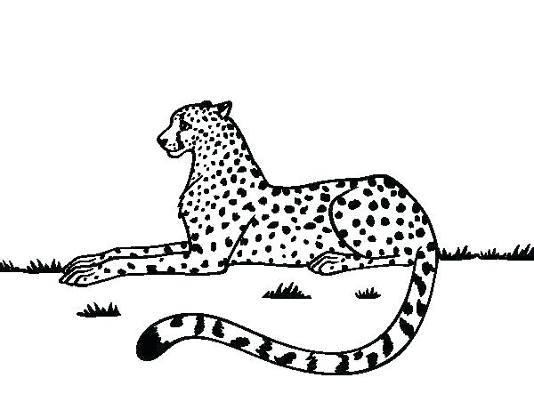 600x470 Coloring Pages Cheetah Coloring Pages Cheetah Coloring Pages