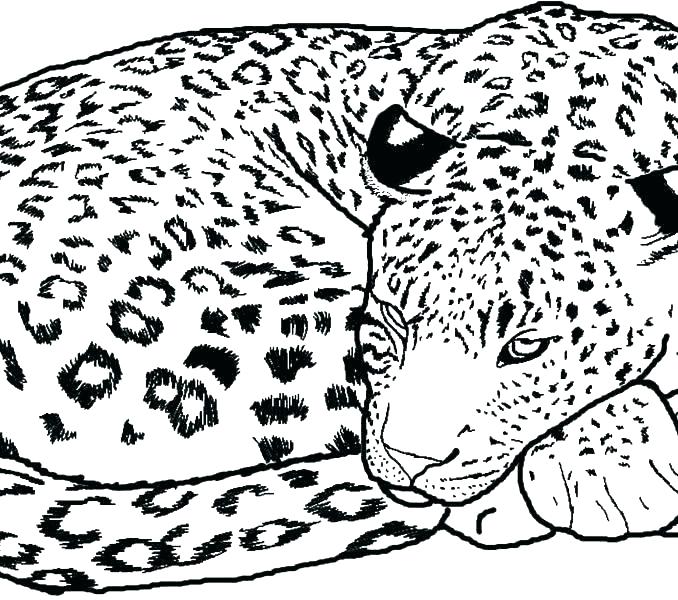 678x600 Realistic Cheetah Coloring Pages Printable Coloring Cheetah