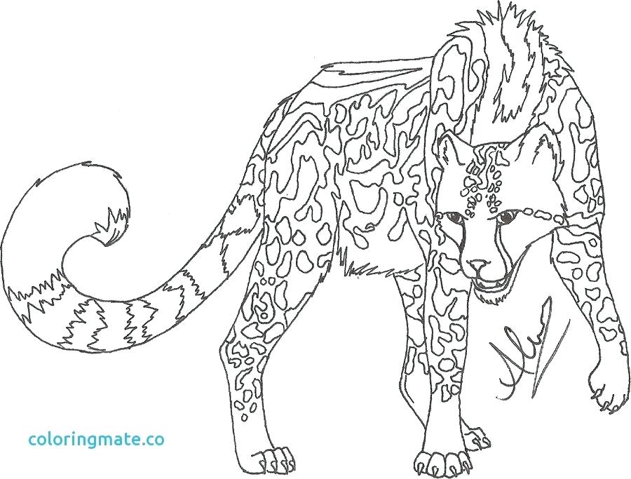 900x683 Cheetahs Color Cheetah Coloring Page Unique Cheetah Coloring Pages