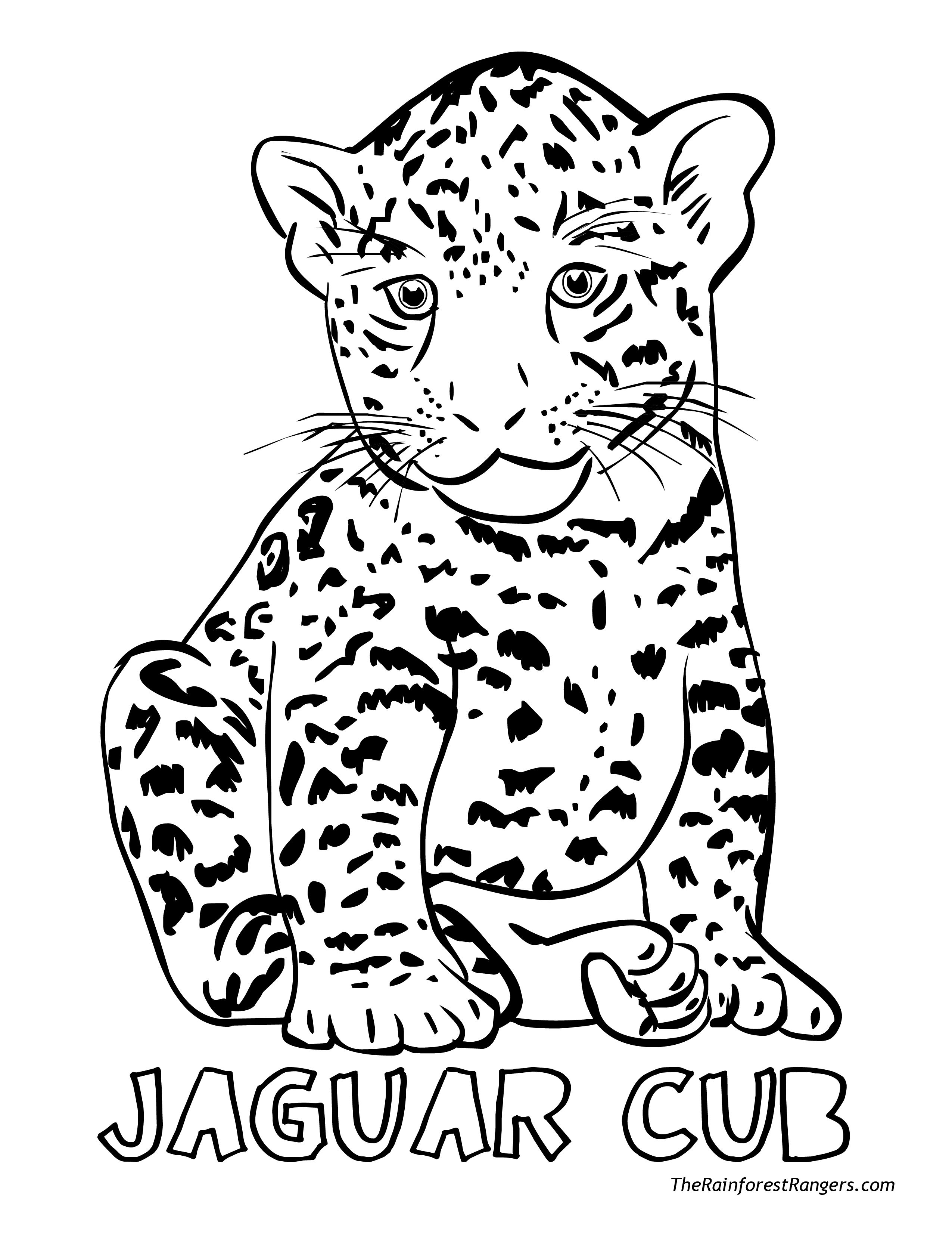 2550x3300 Amazing Cheetah Pictures To Color Printable For Beatiful Beautiful