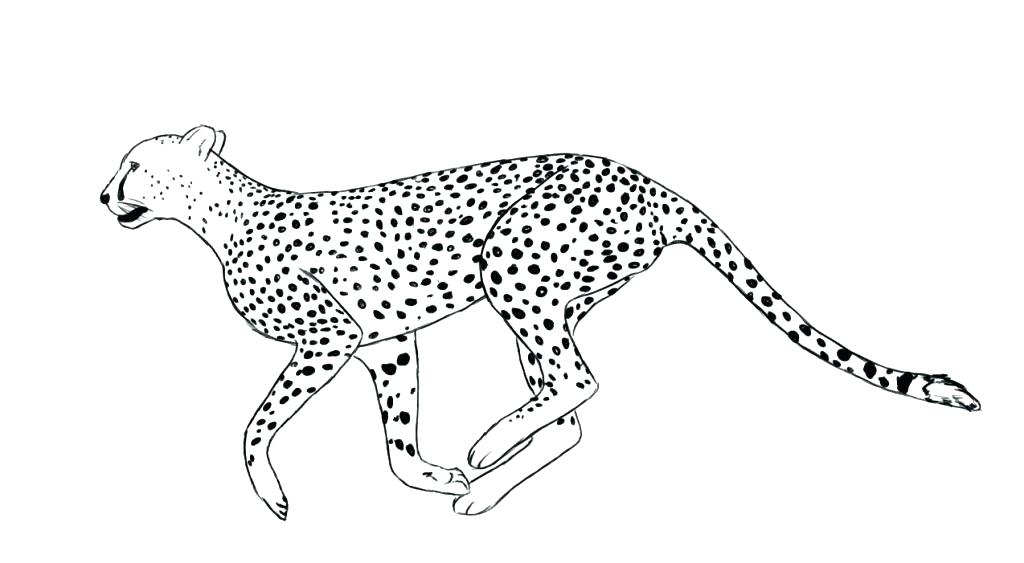 1024x563 Cheetah Cub Coloring Pages