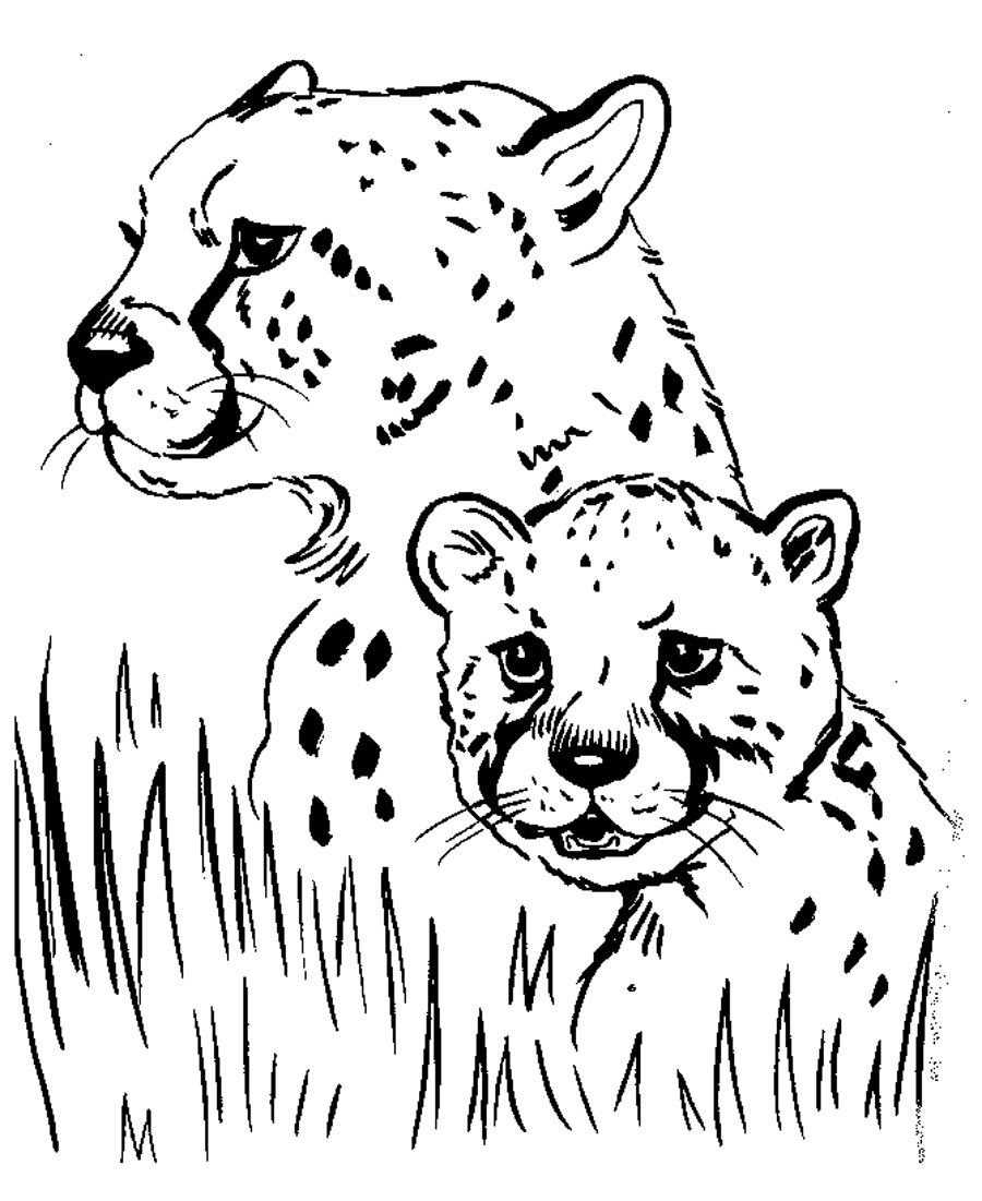 900x1101 Free Printable Cheetah Coloring Pages For Kids