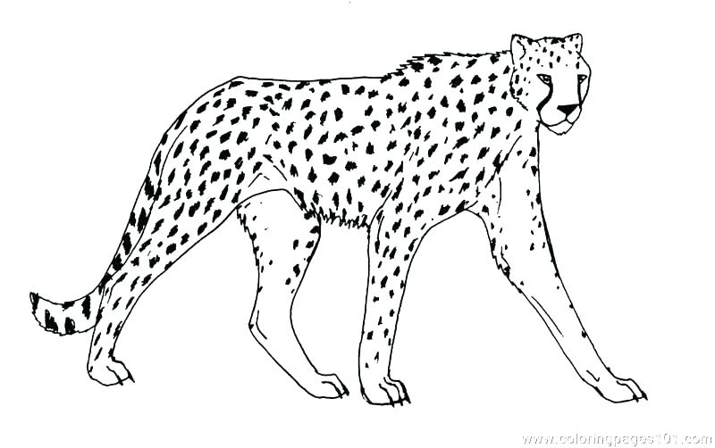 800x502 Animal Print Coloring Pages Coloring Pages Of Cheetahs Animal