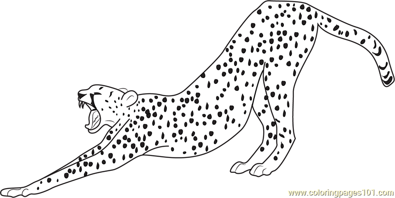 800x401 Cheetah Coloring Pages