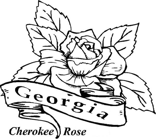 600x536 Beautiful Georgia Cherokee Rose Coloring Page