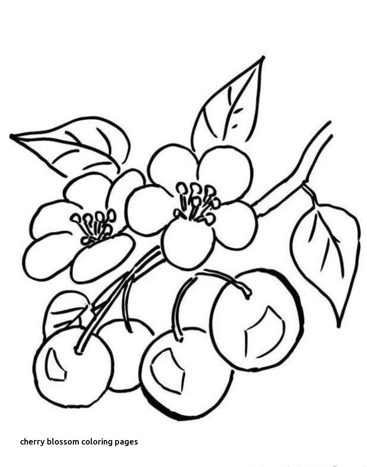 736x936 Cherry Blossom Coloring Pages