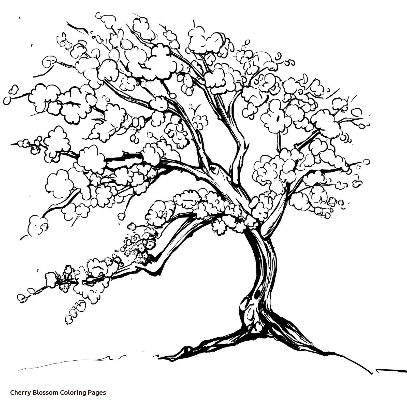 1600x1600 Cherry Blossom Coloring Pages Charming Of For 4